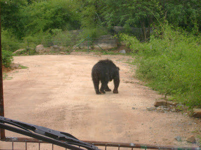 bear scared by human